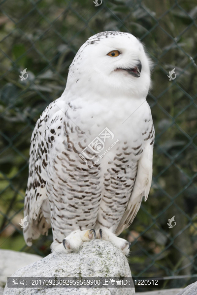 雪鸮（Bubo,scandiacus）在他們的外殼在動物園