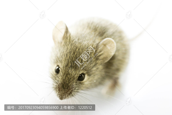 特寫