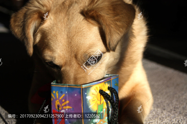 狗的圣誕