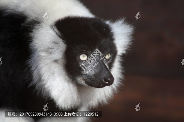 黑白領(lǐng)狐猴