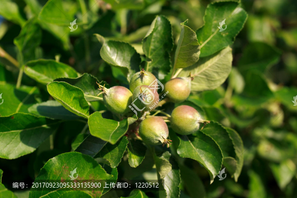 春天樹葉蘋果
