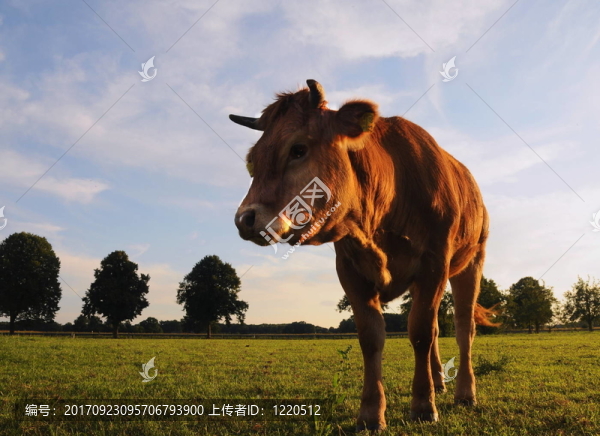 小牛1