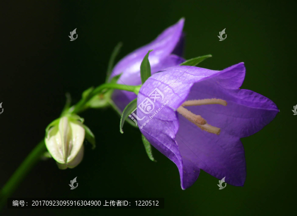 花卉