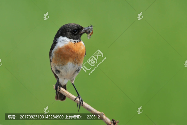 野翁鳥雄性獵物