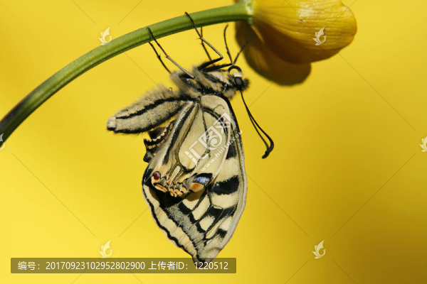 展開