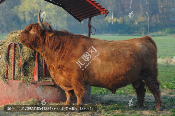 高地牛