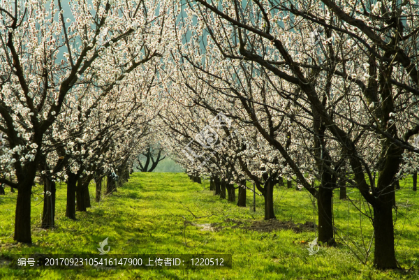 marillenblüTE瓦豪
