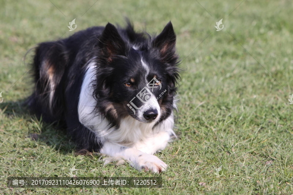 邊境牧羊犬