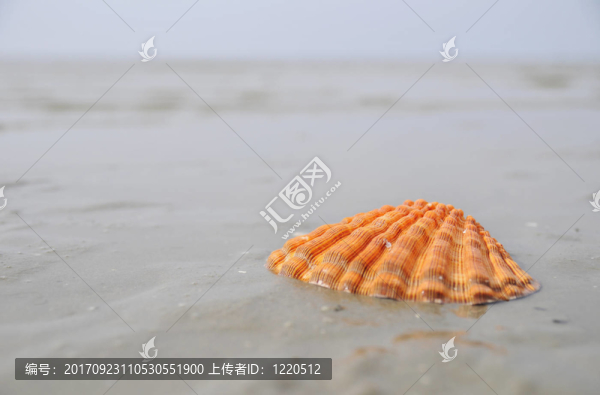 橙色外殼