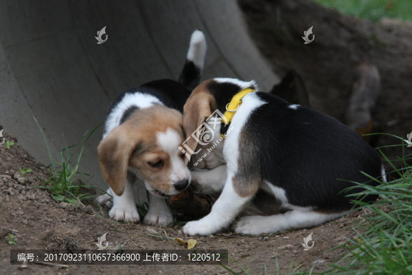 小獵犬