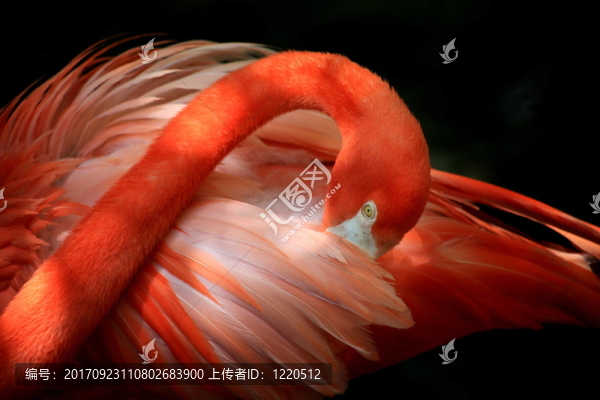 火烈鳥