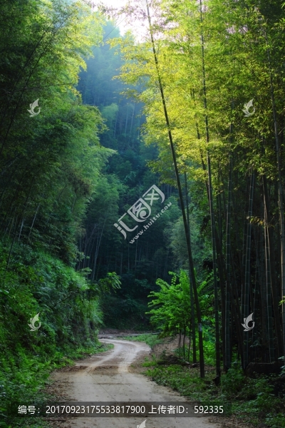 竹林小路