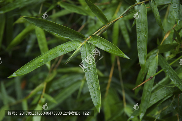 竹葉