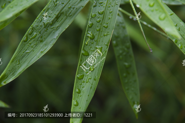 竹葉