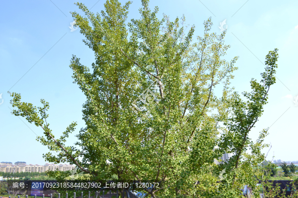 樹枝,綠樹