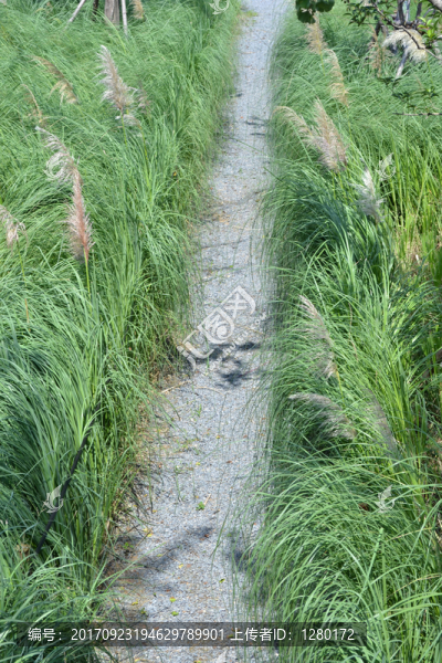 蘆葦,蘆葦叢,小路