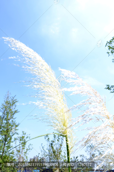 蘆葦花,蘆葦叢,蘆葦