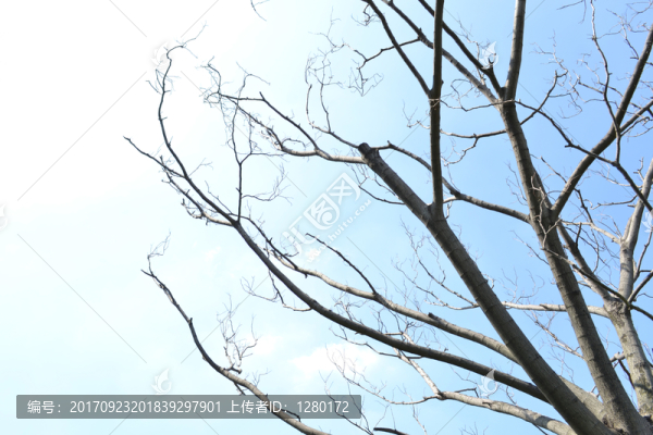 樹枝,干枯樹枝
