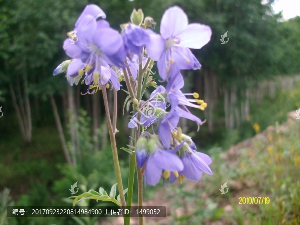 大興安嶺野生花草