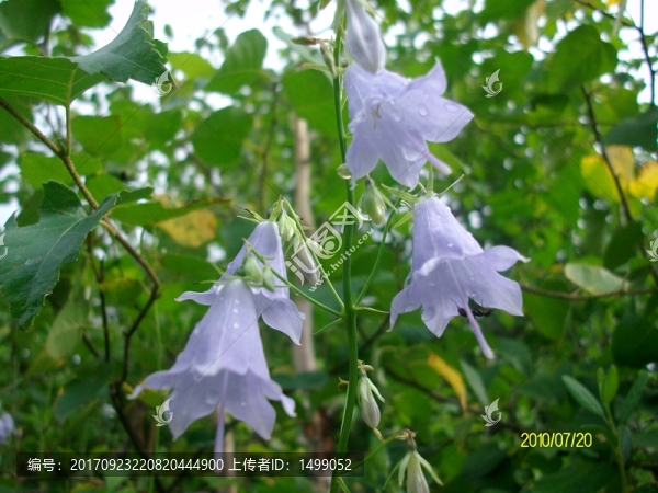 大興安嶺野生花草