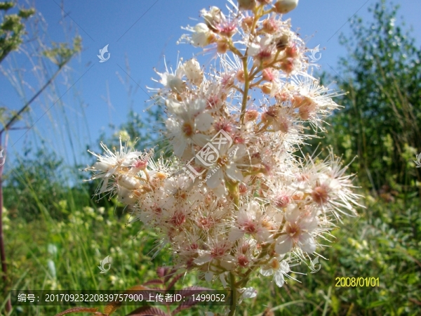 大興安嶺野生花草