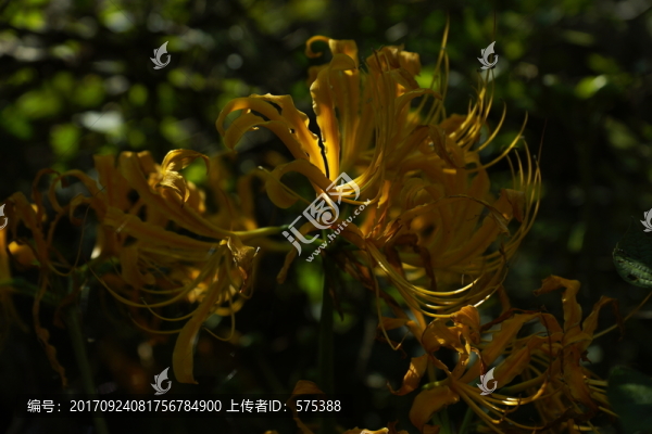 彼岸花