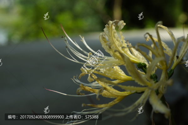 彼岸花