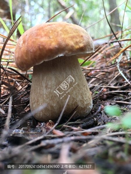 美味牛肝菌