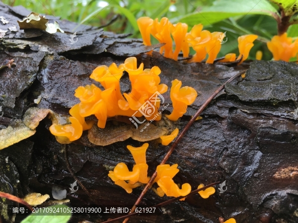 黃蘑菇
