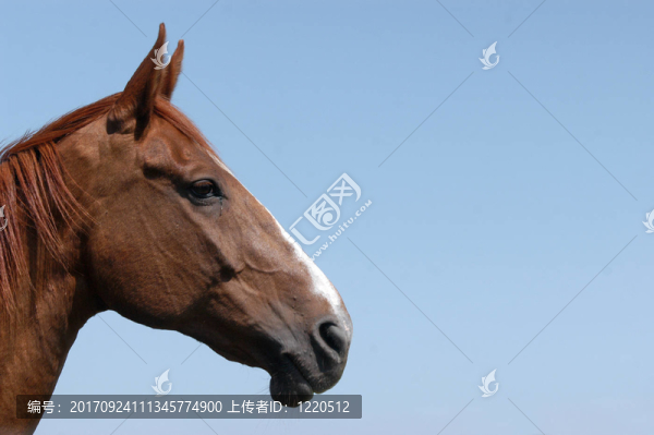 剖面馬頭