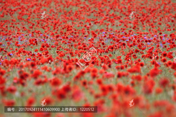 罌粟花田