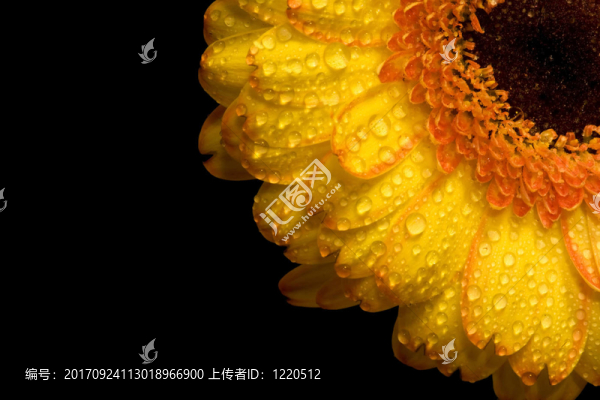 濕的非洲菊