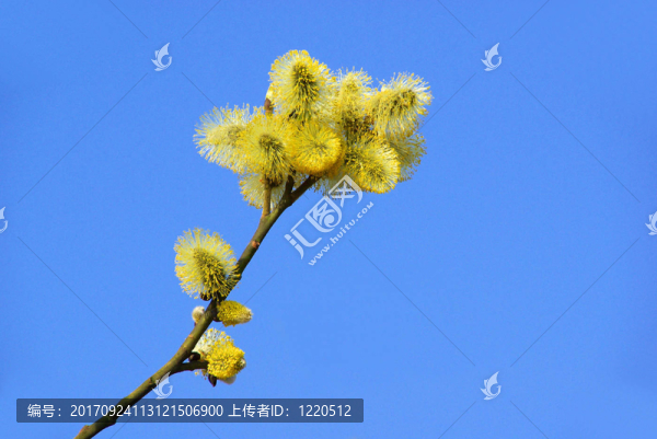 小柳樹柳絮30
