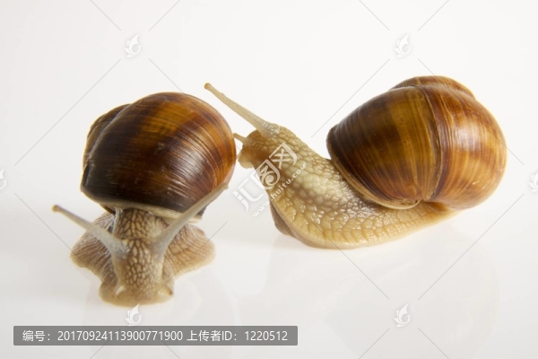 蝸牛