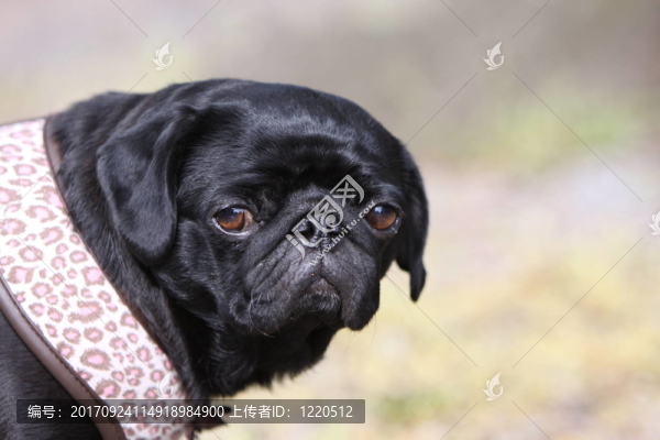 黑色的哈巴狗
