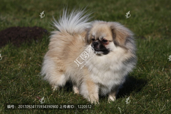 西藏獵犬
