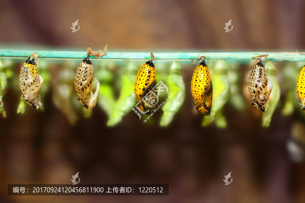昆蟲變態(tài)