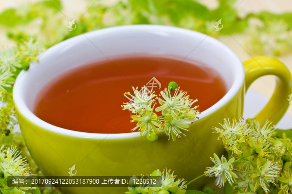 lindenblütentee特寫platyphyllos