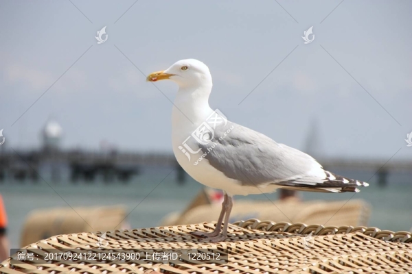 沙灘椅上的海鷗