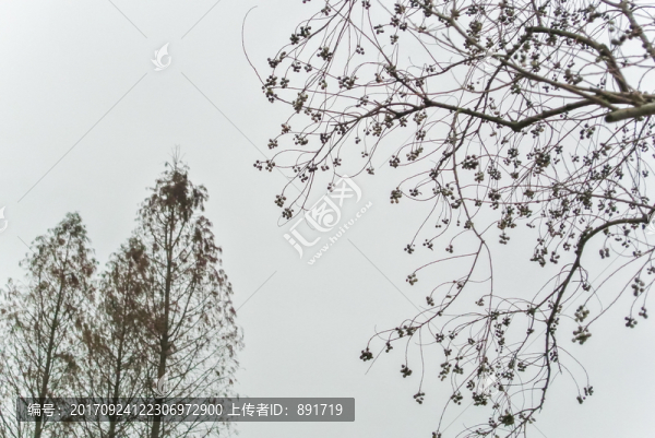 黑白樹,樹剪影,高清大圖