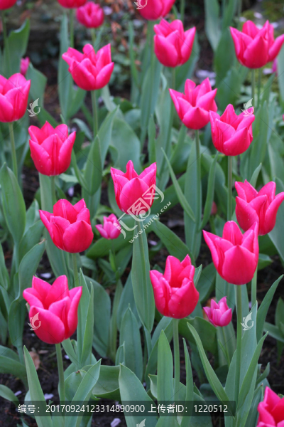 tulpenfeld