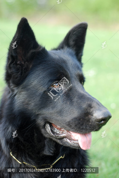 德國牧羊犬