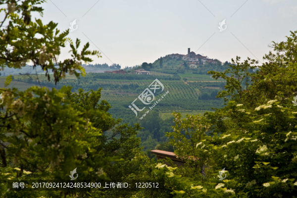 葡萄園在piedmont