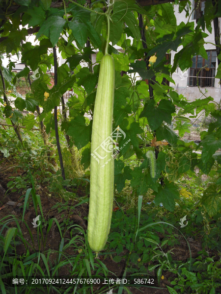 絲瓜