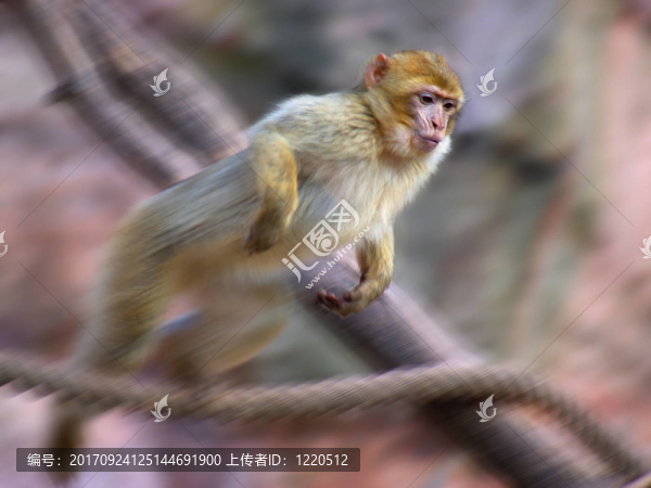 跳