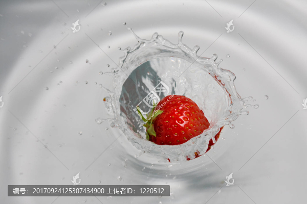 草莓潛水