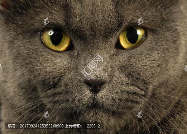 貓，貓