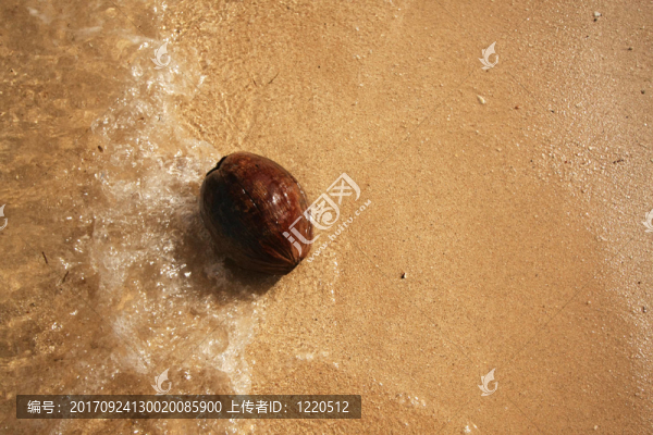 海里的椰子