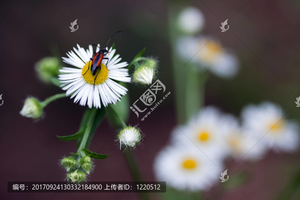天牛