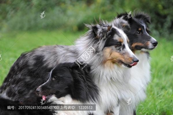 sheltiefamilie